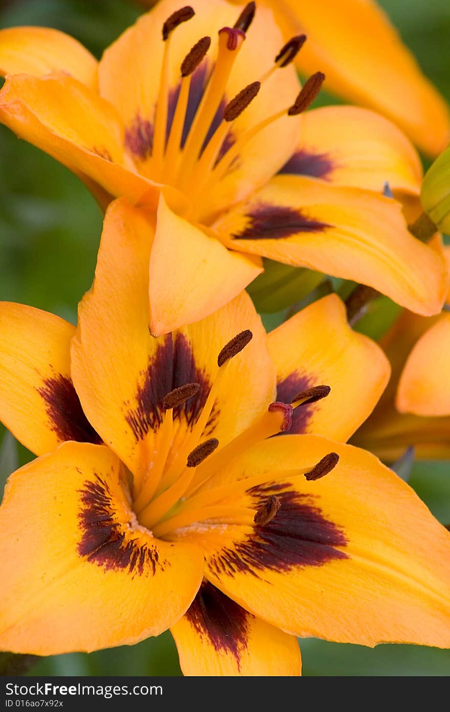 Orange Lilies