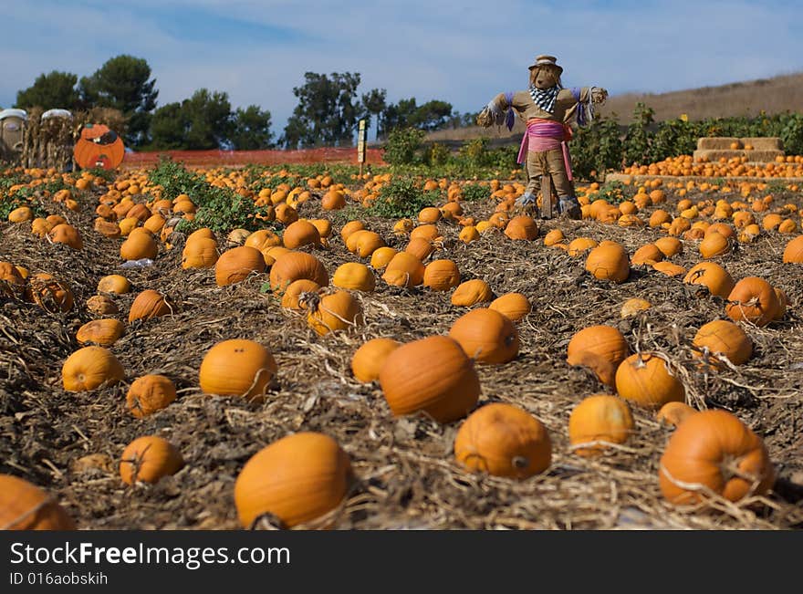 Pumpkin patch