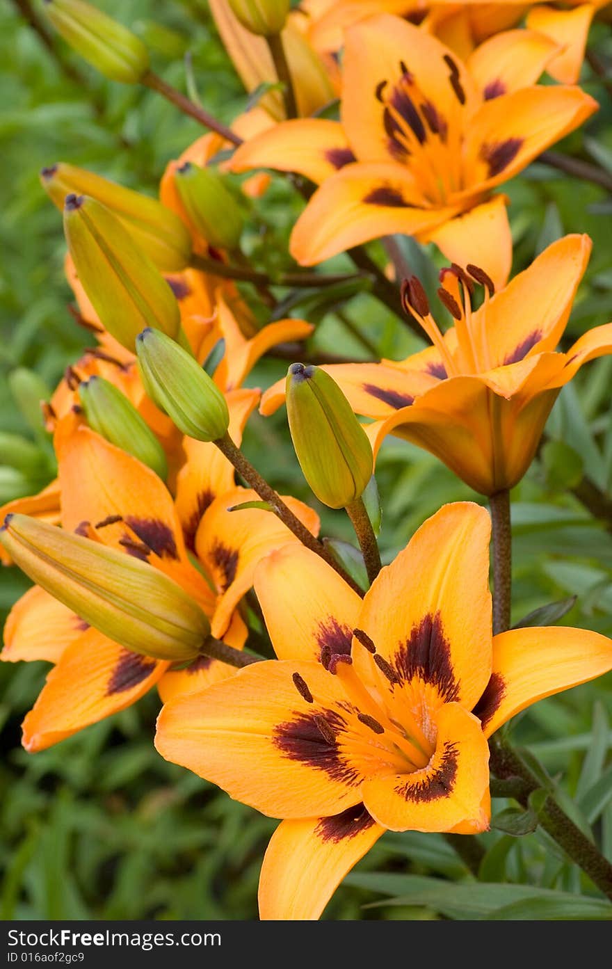 Orange Lilies