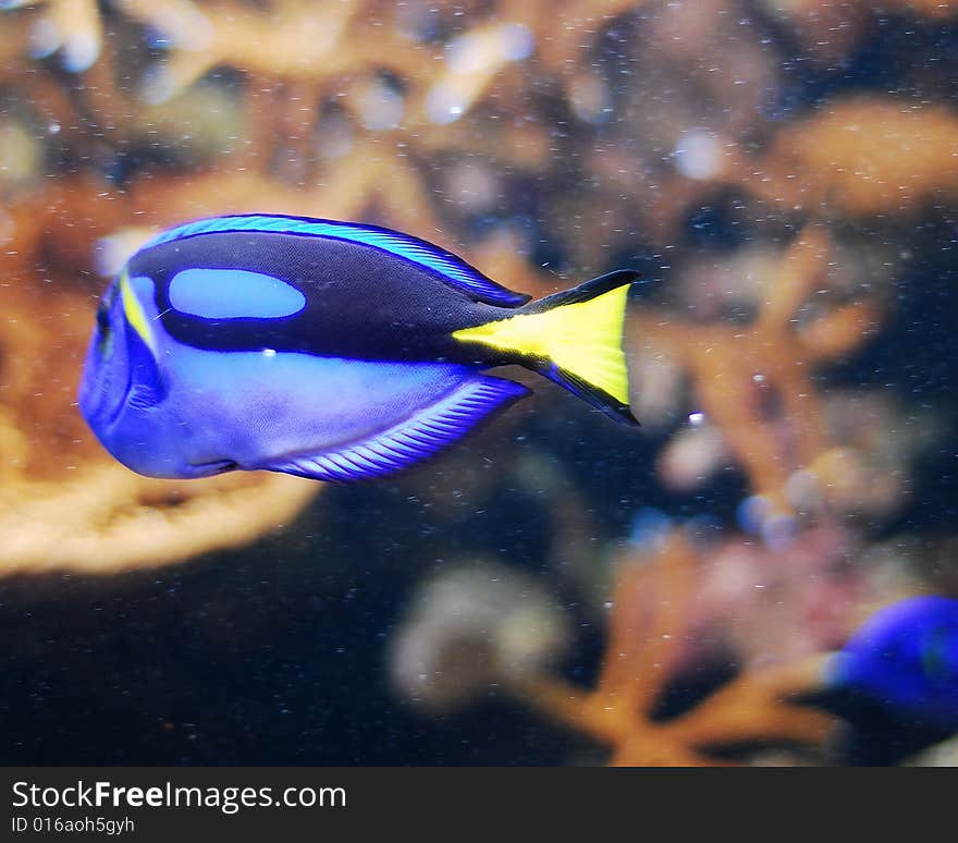 This is a shot of a fish in an aquarium.