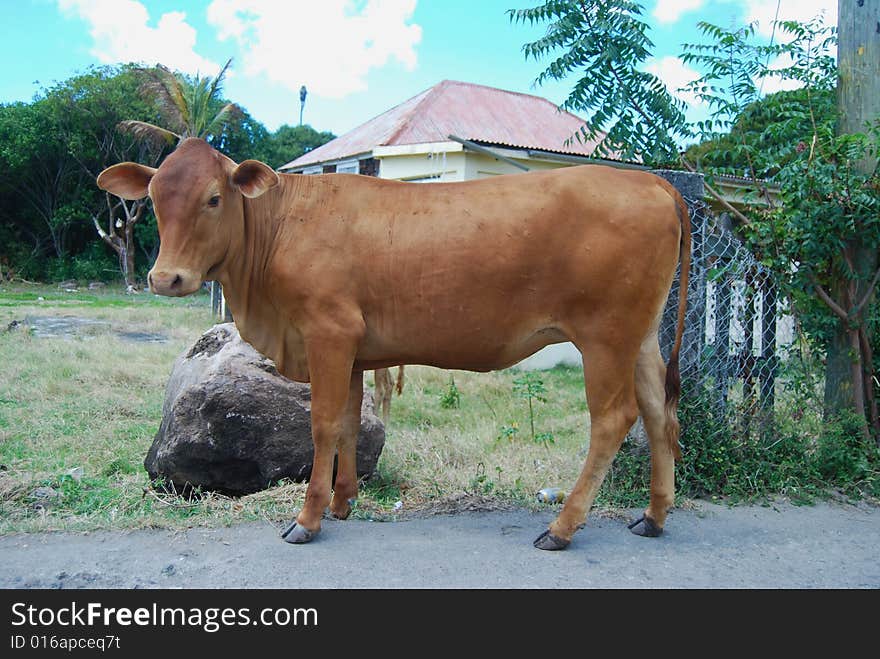 Cow on the side of the road. Cow on the side of the road