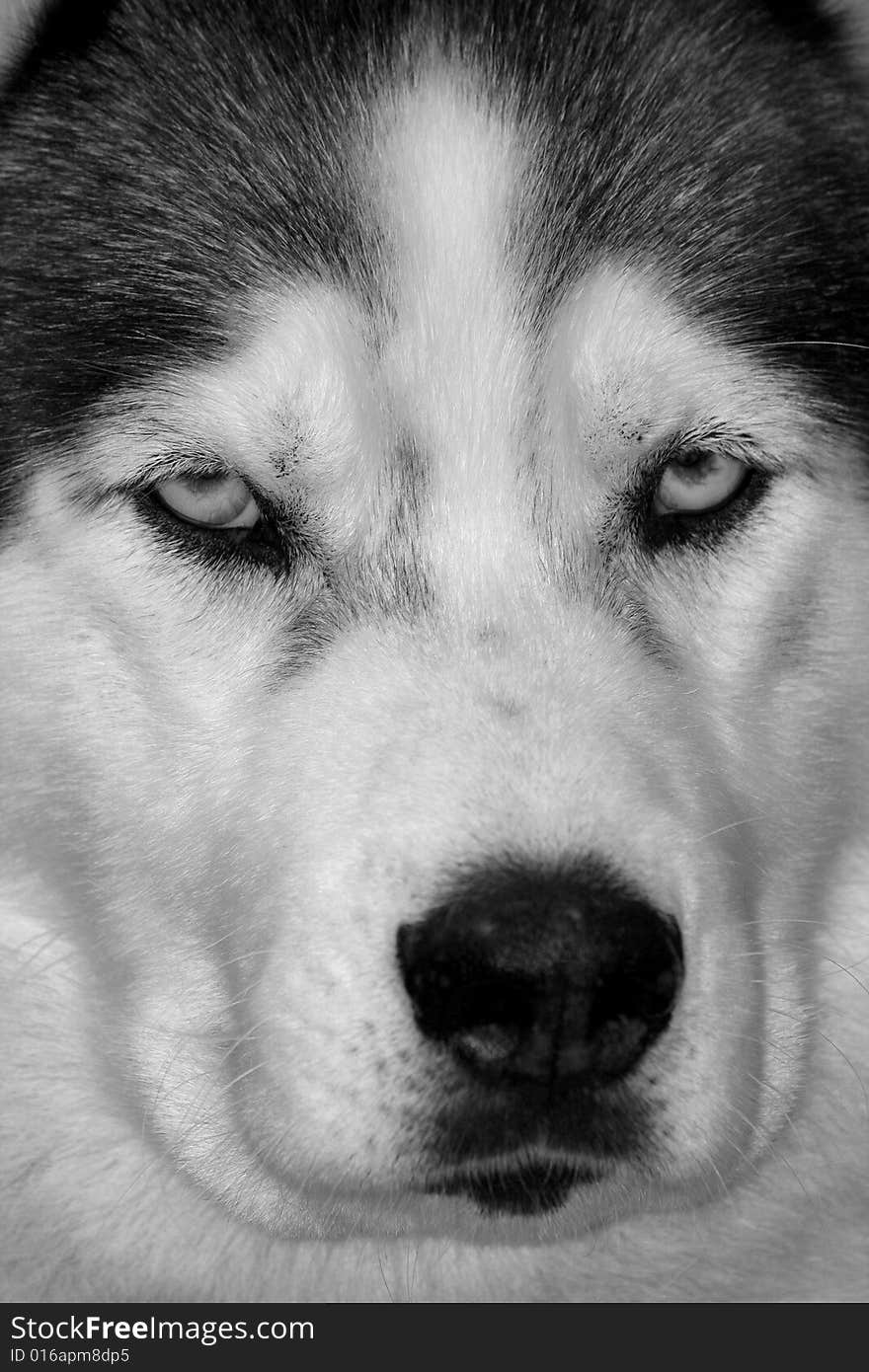 Animal portrait of a sled dog. Animal portrait of a sled dog