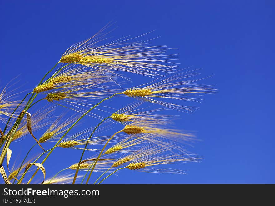 Wheat ears