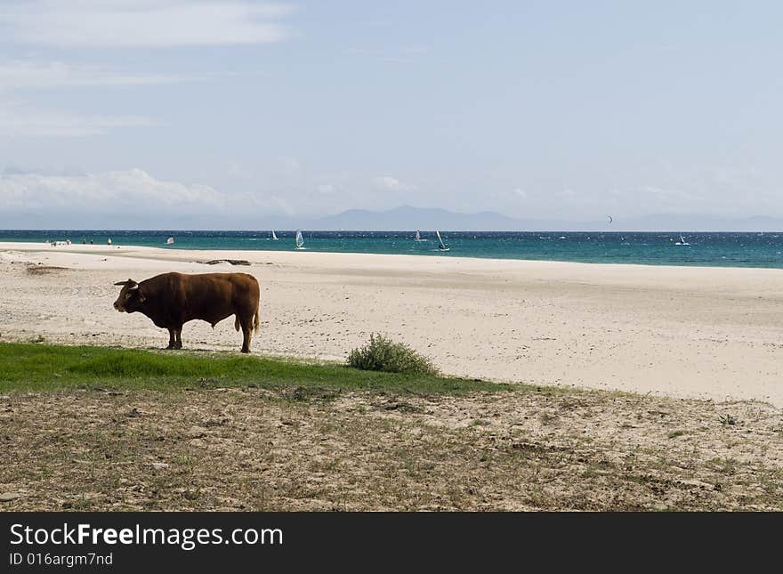 An abstract beach view with bull on a andalusian beach