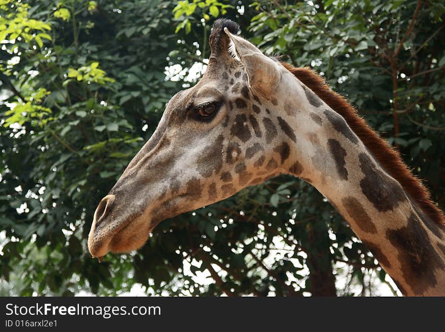 Head of the giraffe on background high tree