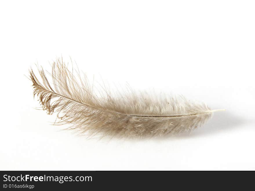 White feather isolated on white background