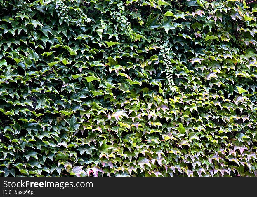 Old wall covered with ivy. Old wall covered with ivy