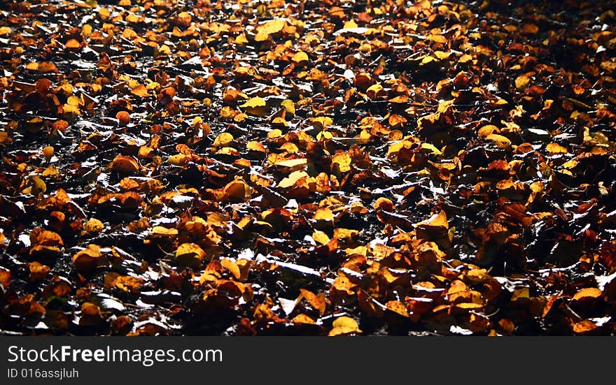 Foliage in forest in autumn