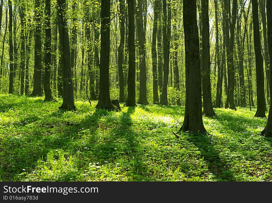 Breathtaking view as the sun shines through the forest on a misty day