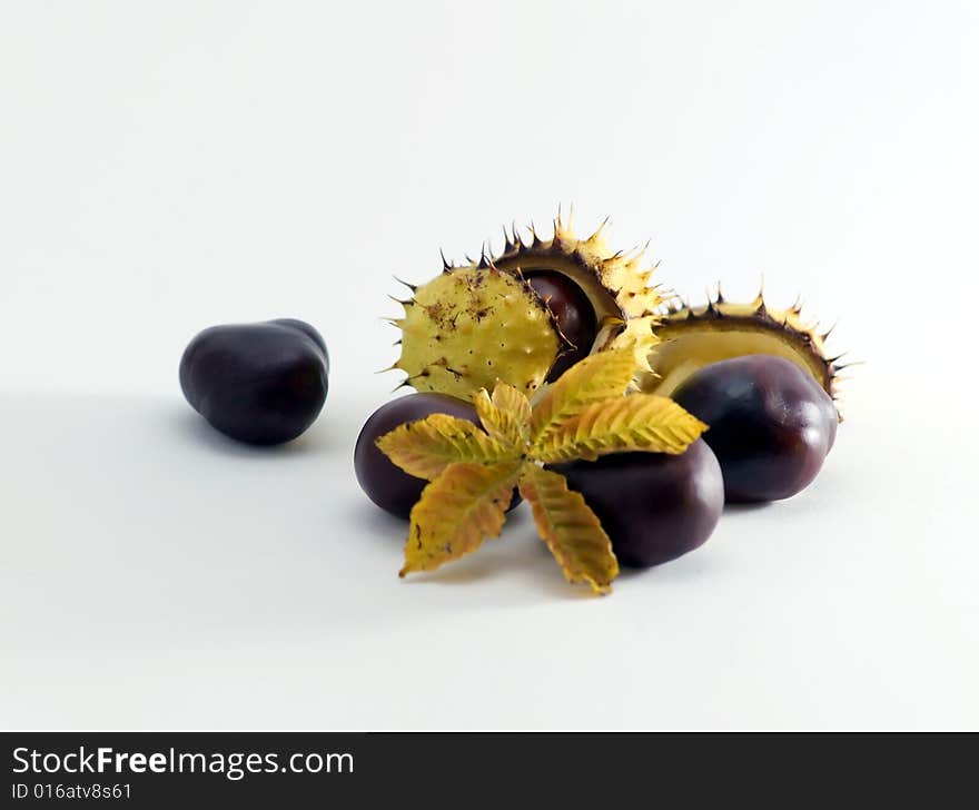 Some conkers with paring and leaf on white background