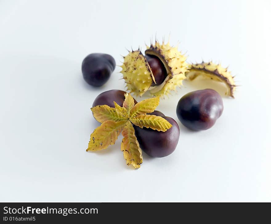 Some conkers with paring and leaf on white background