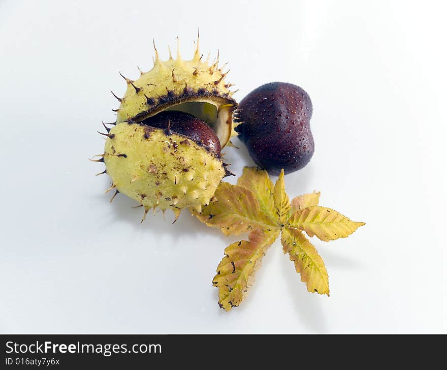 Some conkers with paring and leaf on white background