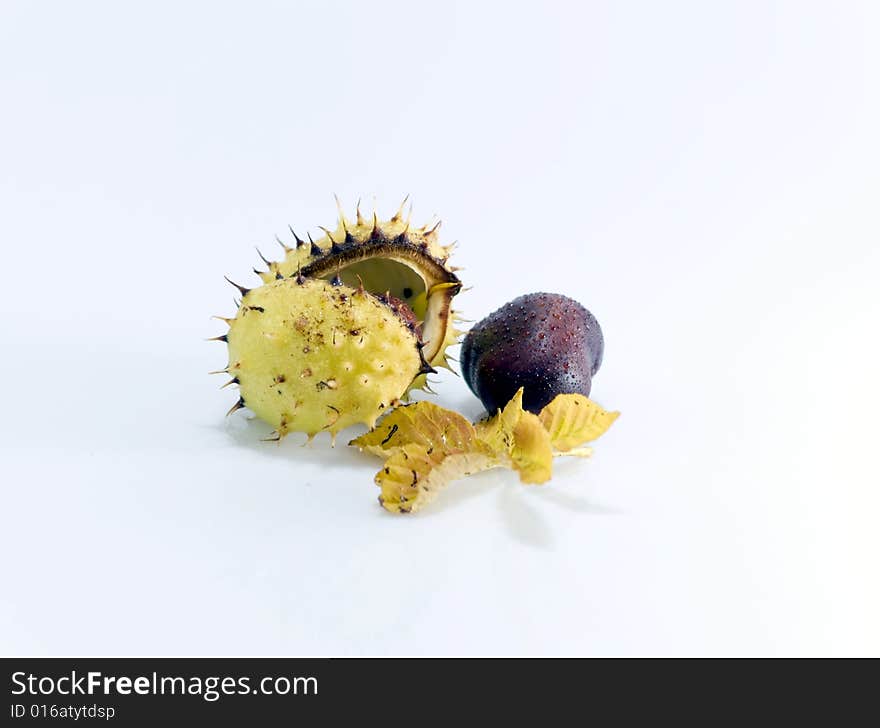 Some conkers with paring and leaf on white background