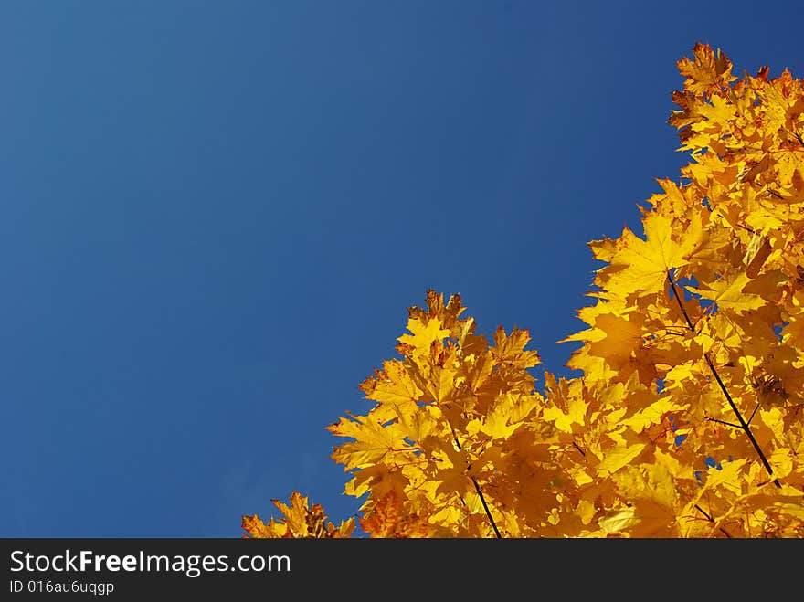 Autumn leaves against blue sky