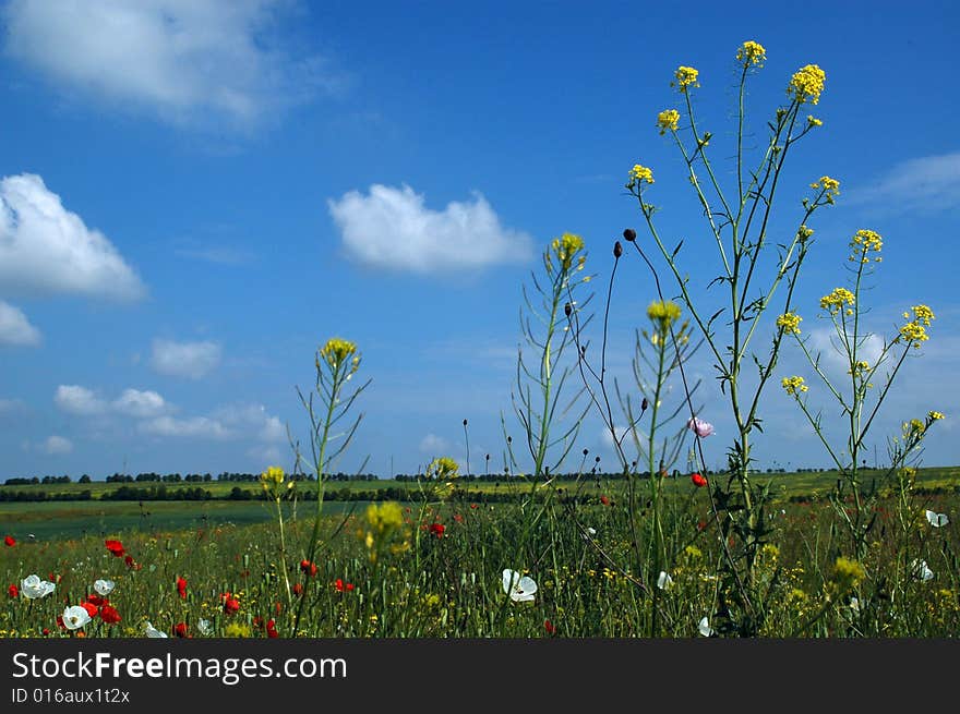 The field with flowers and the blue sky