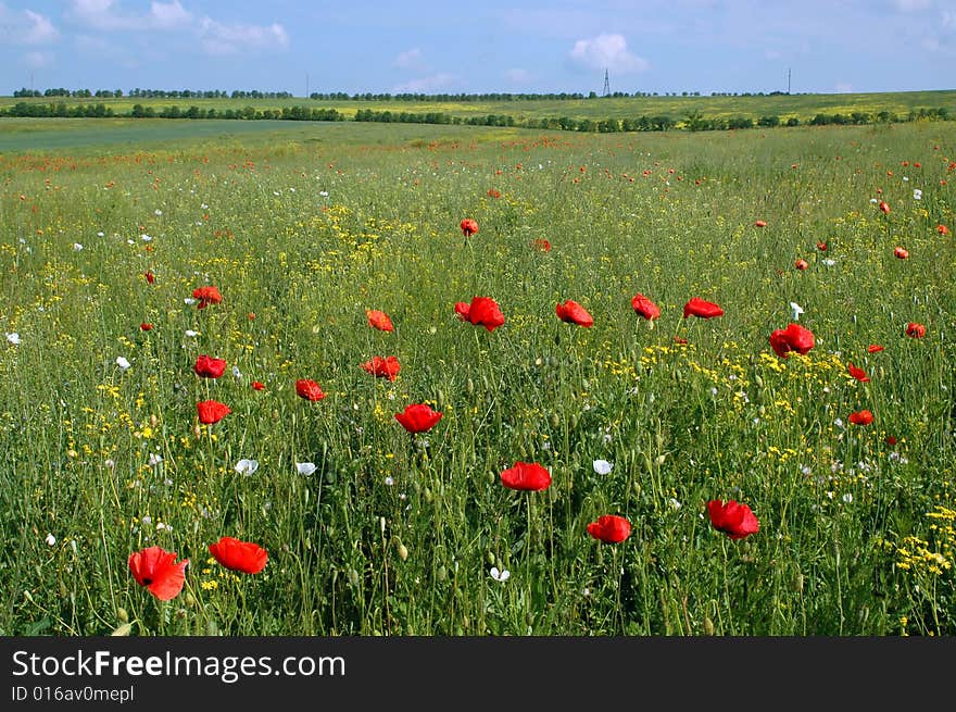 The field with some poppies