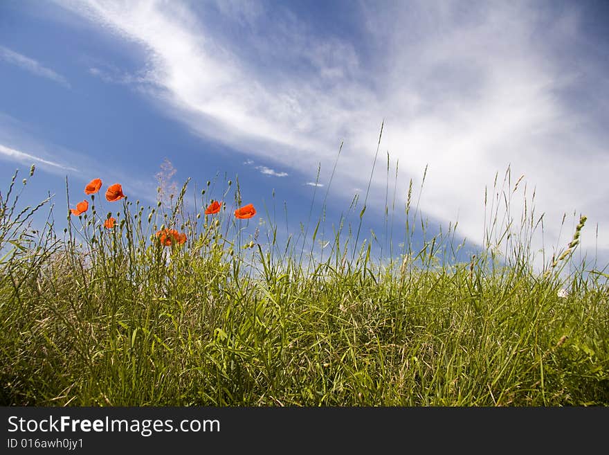 Flower meadow with poppy and sky arrow