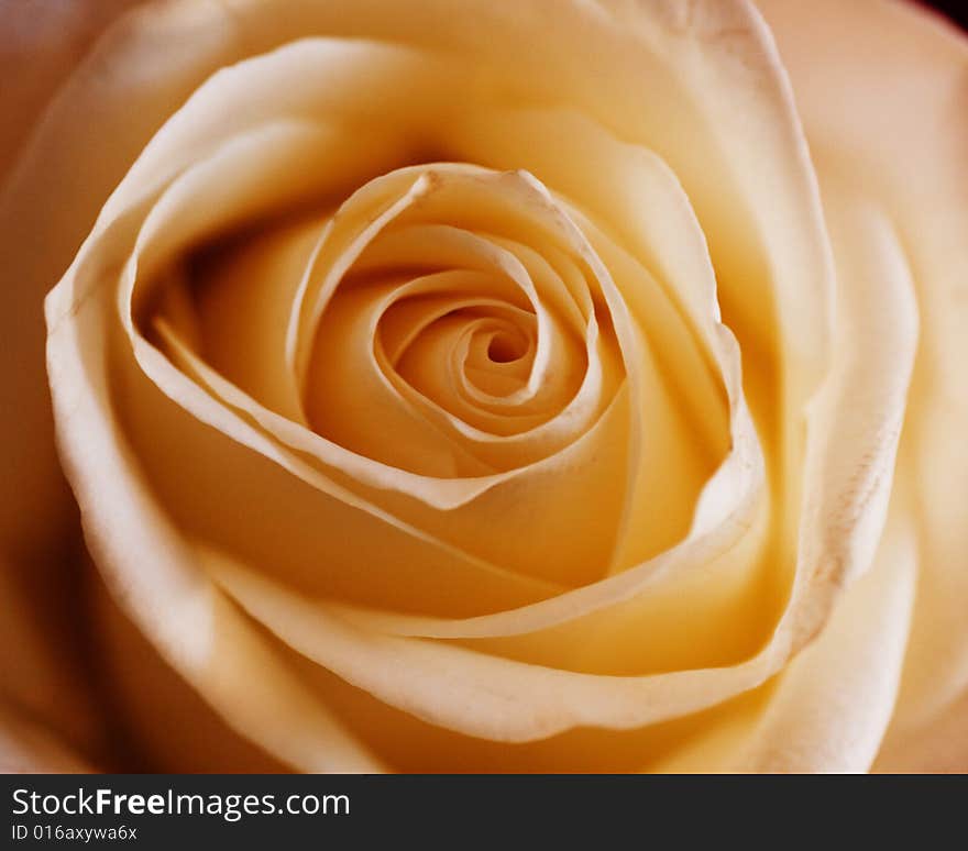 Single Orange Coloured Blossom Rose, Focus On Centre, close-up. Single Orange Coloured Blossom Rose, Focus On Centre, close-up