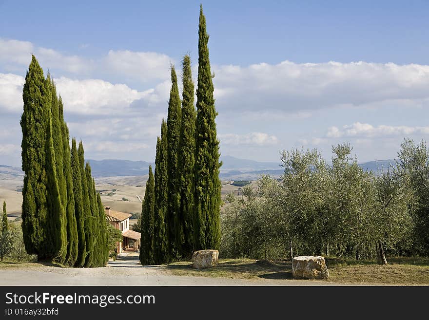 Tuscan Landscape, Cypress Near A Street