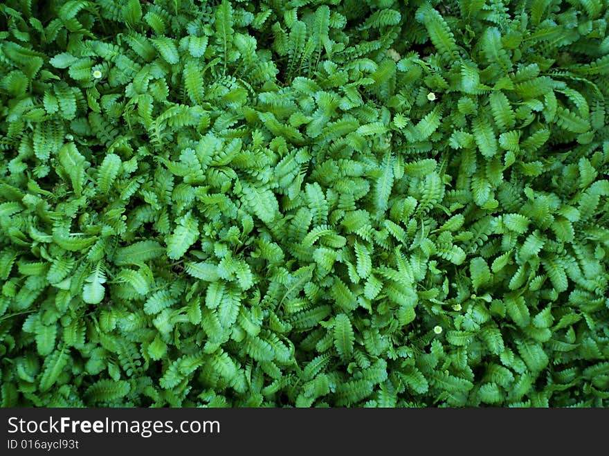 Foliage of dense green ferns