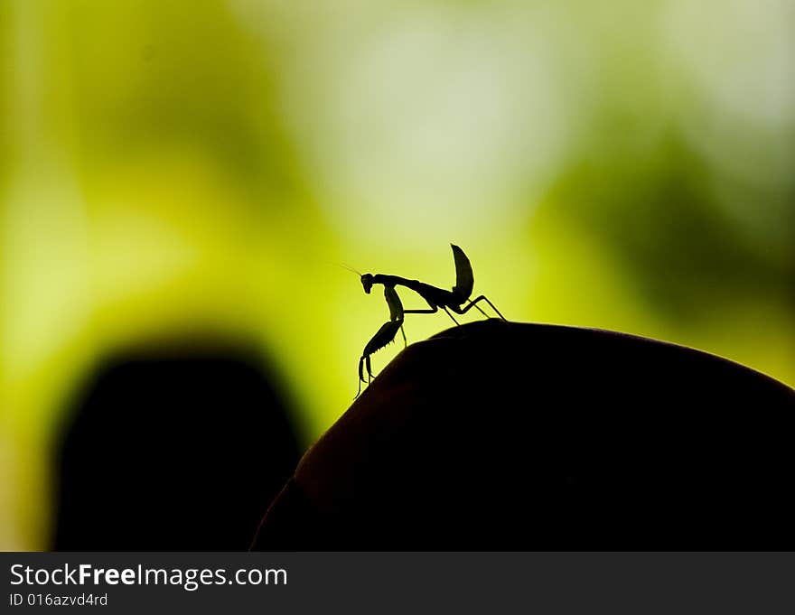 Praying Mantis