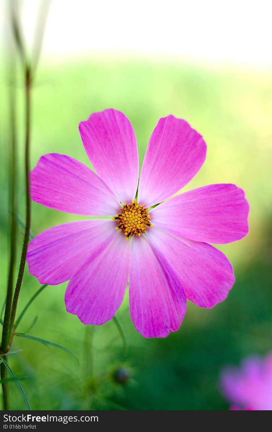 Pink cosmos flower.