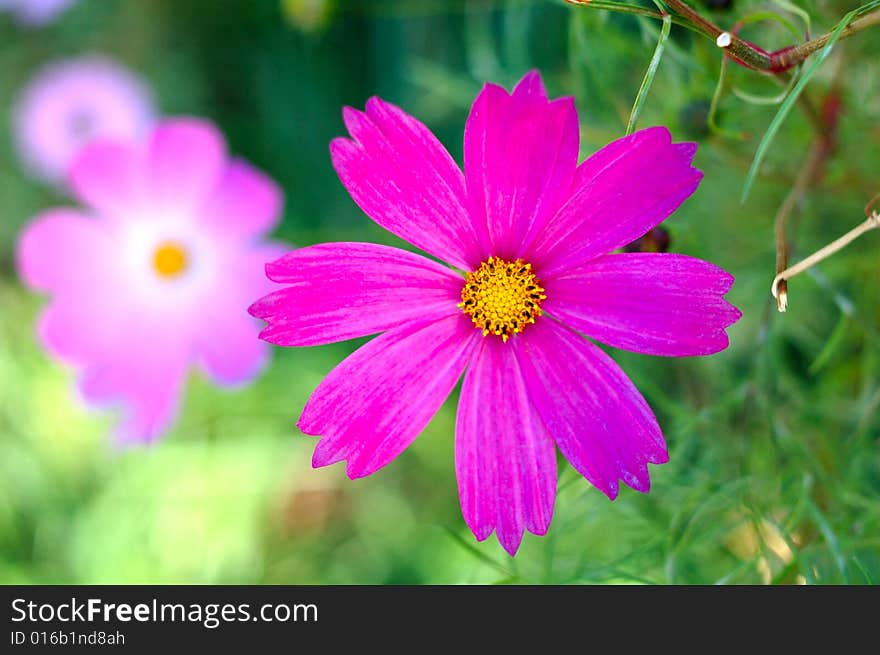 Pink Cosmos Flower.