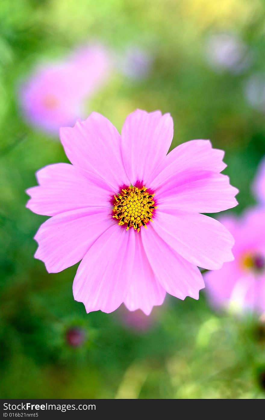 Pink cosmos flower with blurred (defocused) green background. Pink cosmos flower with blurred (defocused) green background.