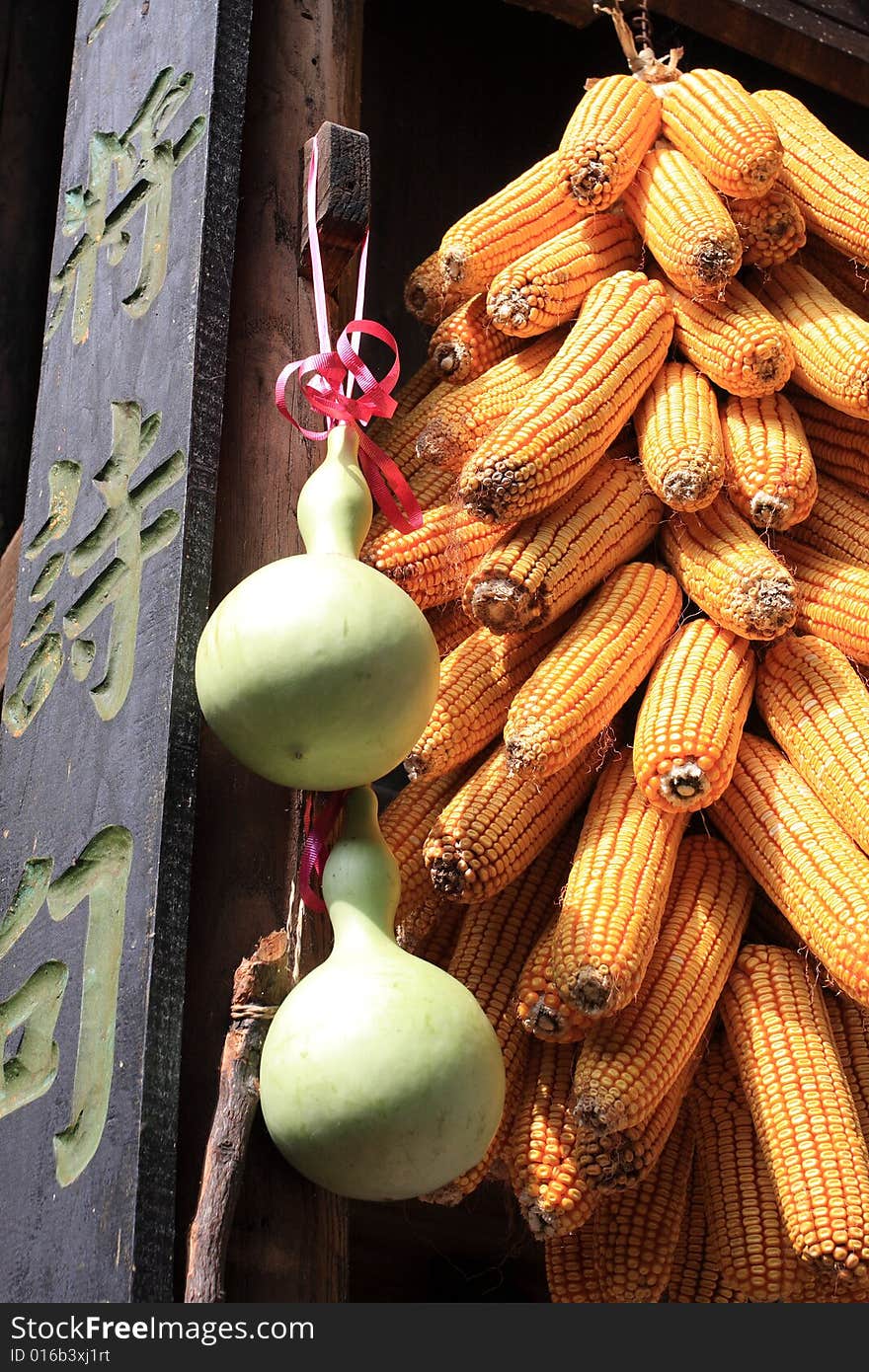 Corns in Bback yard of Chinese national minority family. Corns in Bback yard of Chinese national minority family