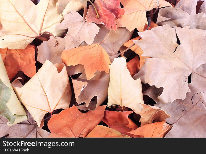 Dried leaves texture