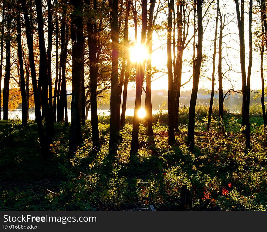 Sundown in a forest near Saint-Petersburg, with worm back light and silhouettes and shadows of trees