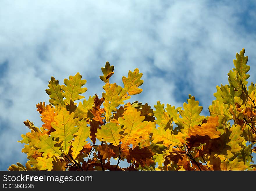 Yellow autumn maple  leaves and sky