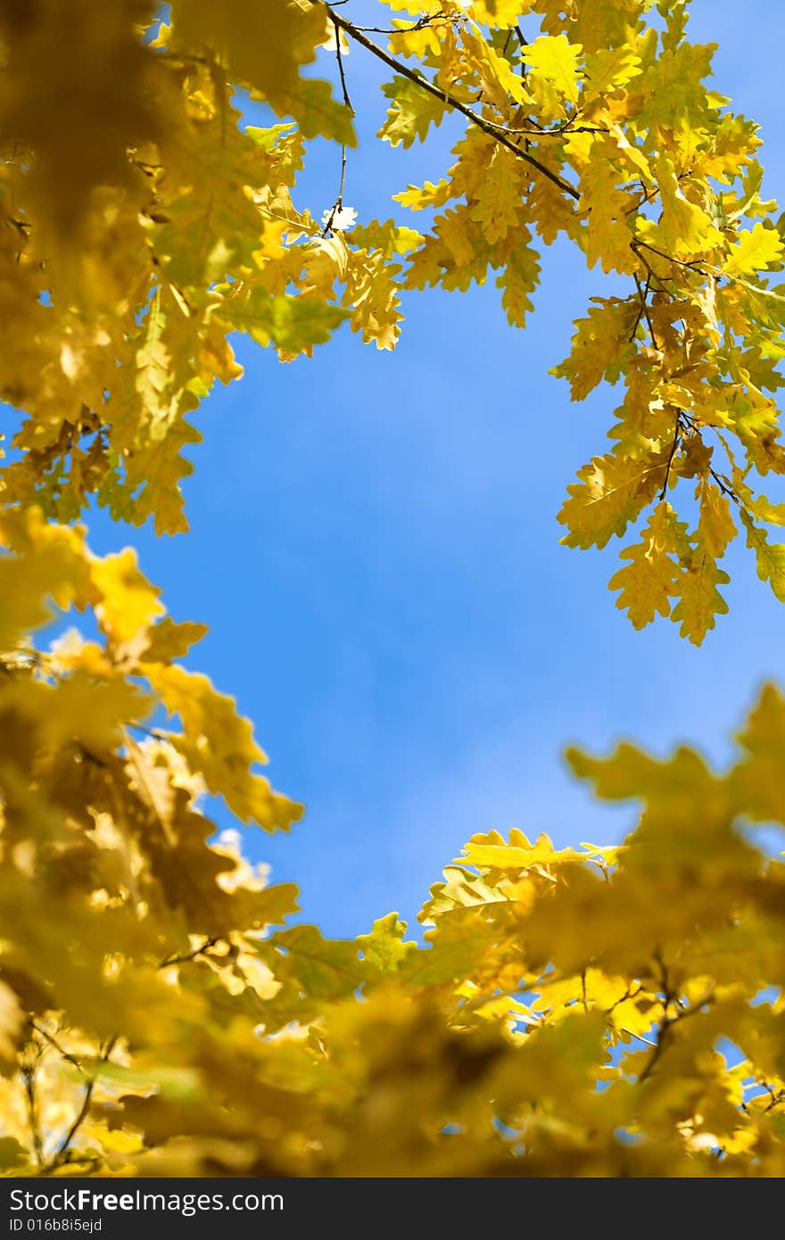 Yellow autumn maple  leaves and sky