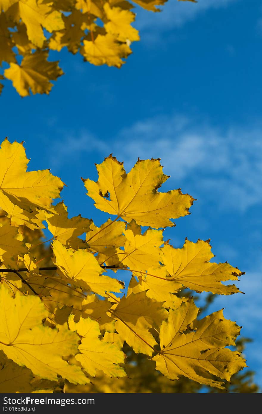 Yellow autumn maple  leaves and sky