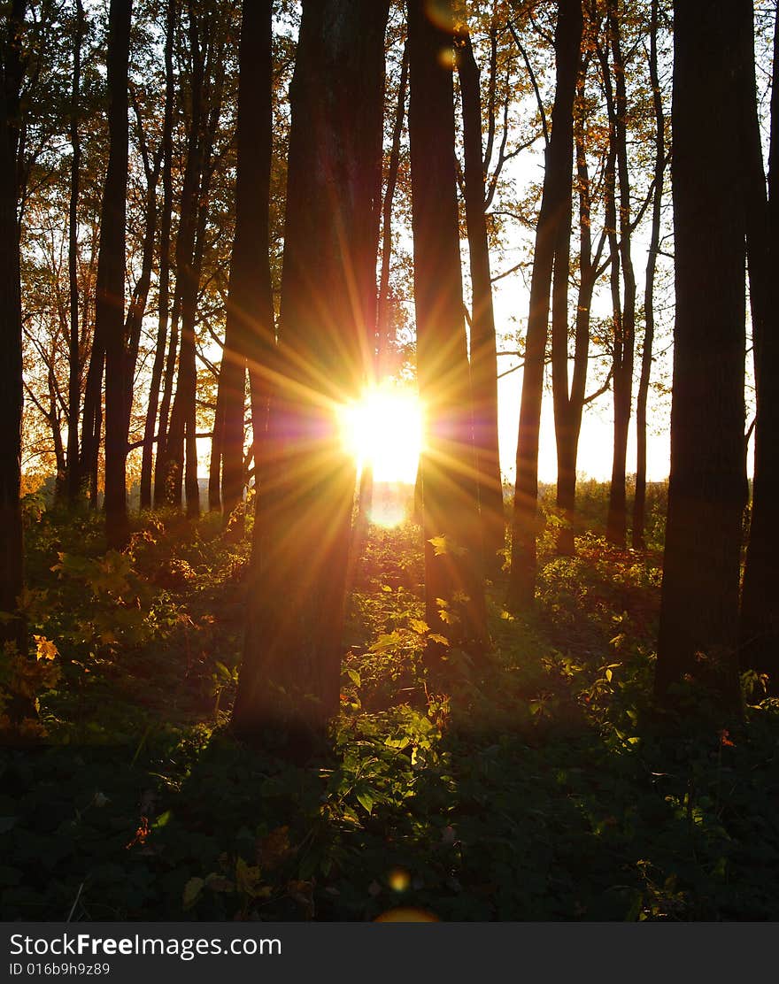 Deciduous wood in autumn at sunset. Deciduous wood in autumn at sunset.