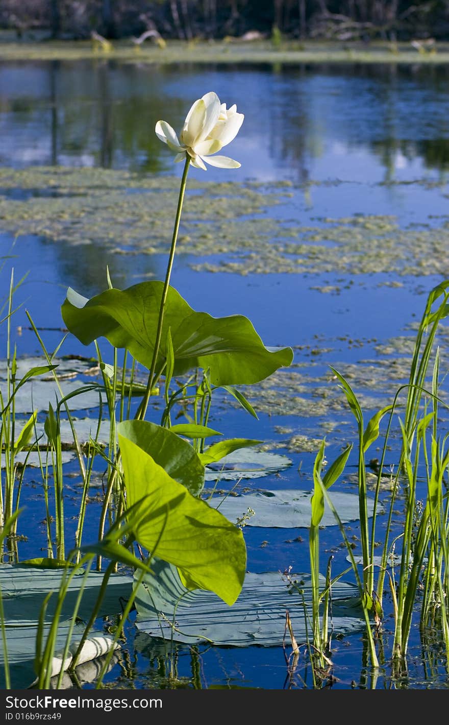 A white bloom accents the blue glassy waters and green foliage of a small lagoon. A white bloom accents the blue glassy waters and green foliage of a small lagoon.