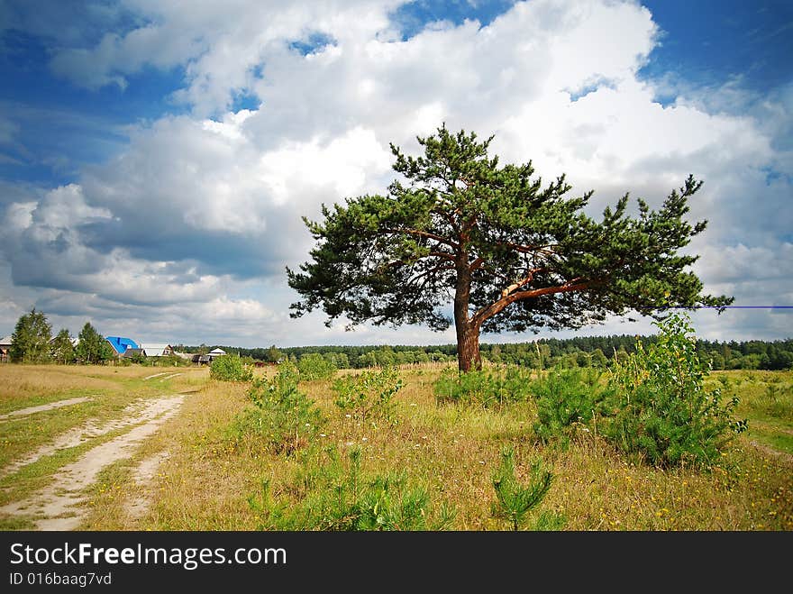 Lonely tree and the cloudy sky