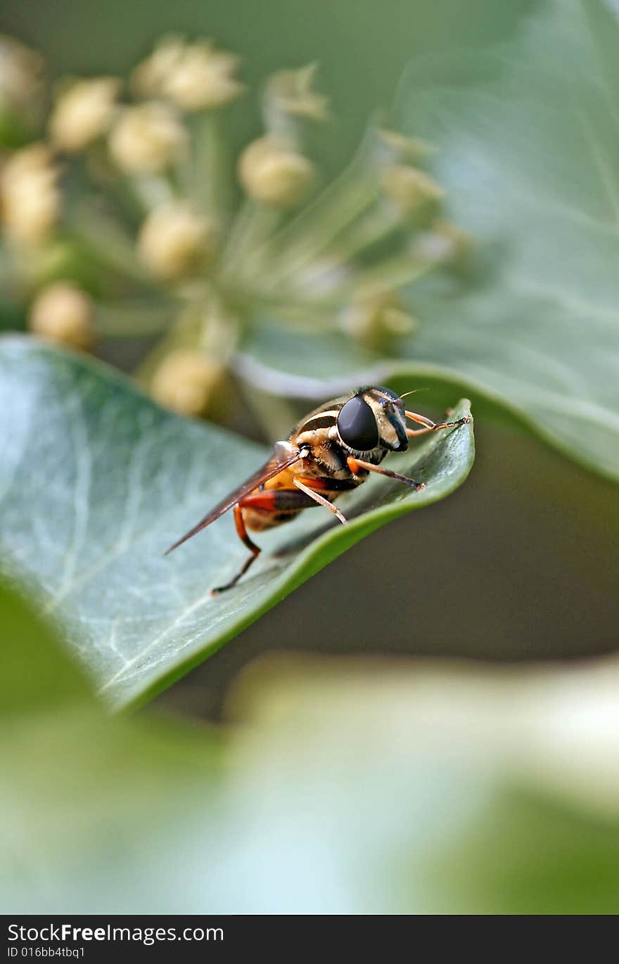 Fly On Leaf