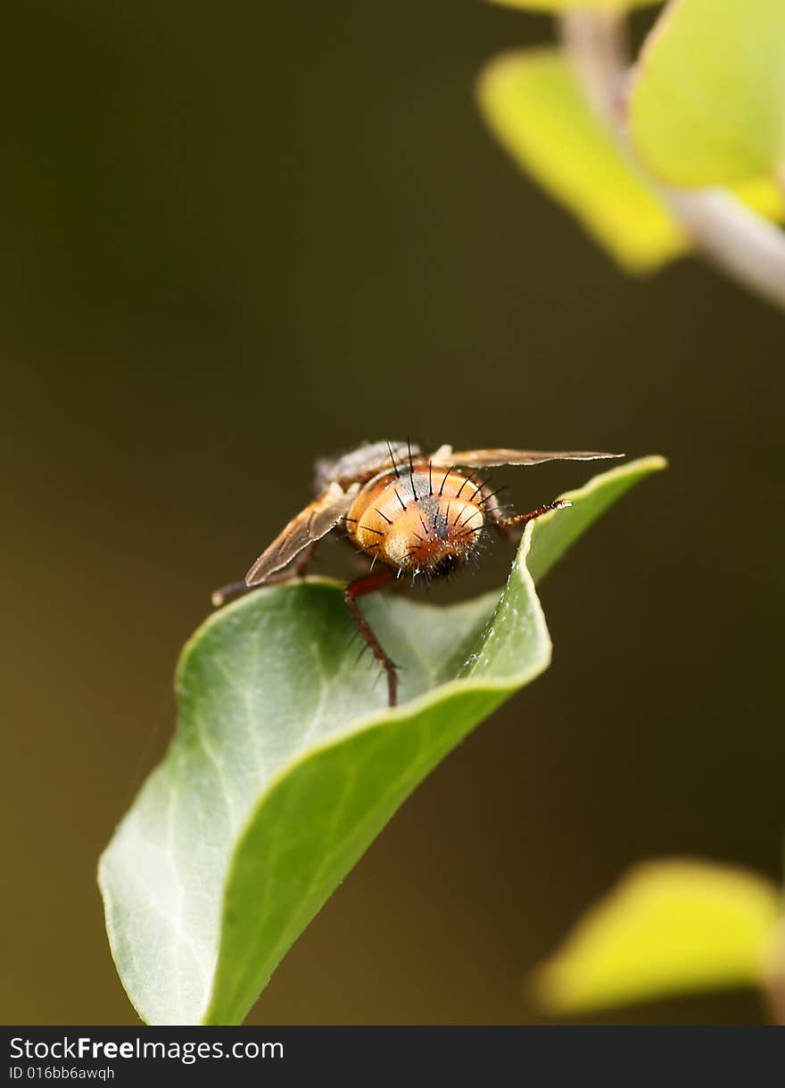 The ass of a fly sitting on a green leaf. The ass of a fly sitting on a green leaf