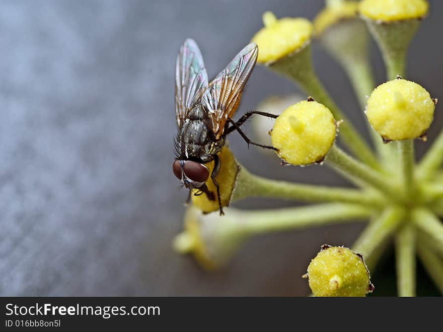 A fly sitting on a yellow old blossom (with silver background). A fly sitting on a yellow old blossom (with silver background)