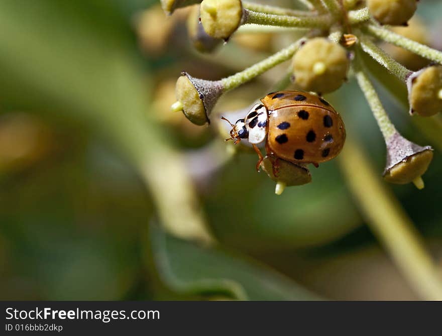 Ladybird on old blossom