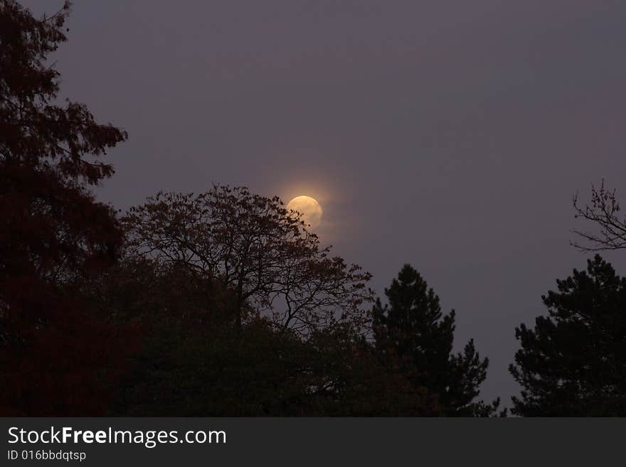 The moon behind some trees