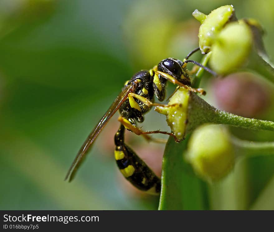 Wasp on blossom