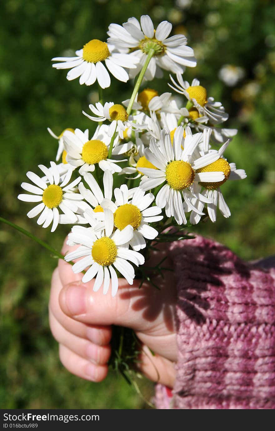 Chamomile flowers in small girls hands. Chamomile flowers in small girls hands