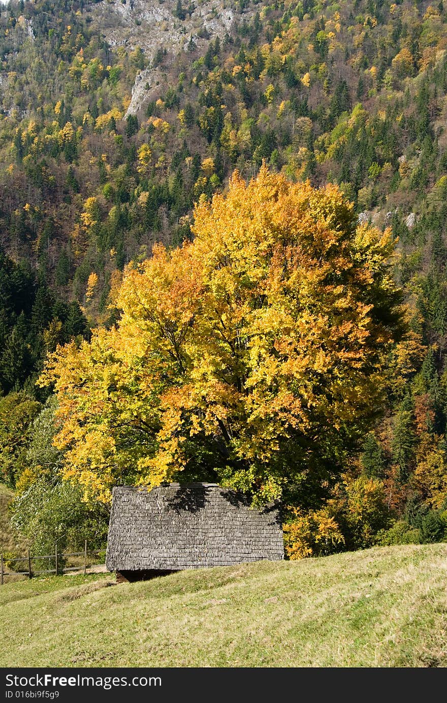 Autumn is coming in romanian mountains (Carpathians). The image is made in village of Magura, in Piatra Craiului National Park. Autumn is coming in romanian mountains (Carpathians). The image is made in village of Magura, in Piatra Craiului National Park