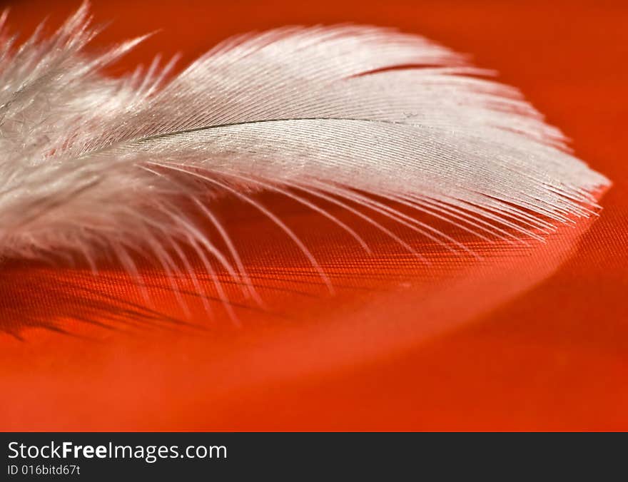 Close up on a feather