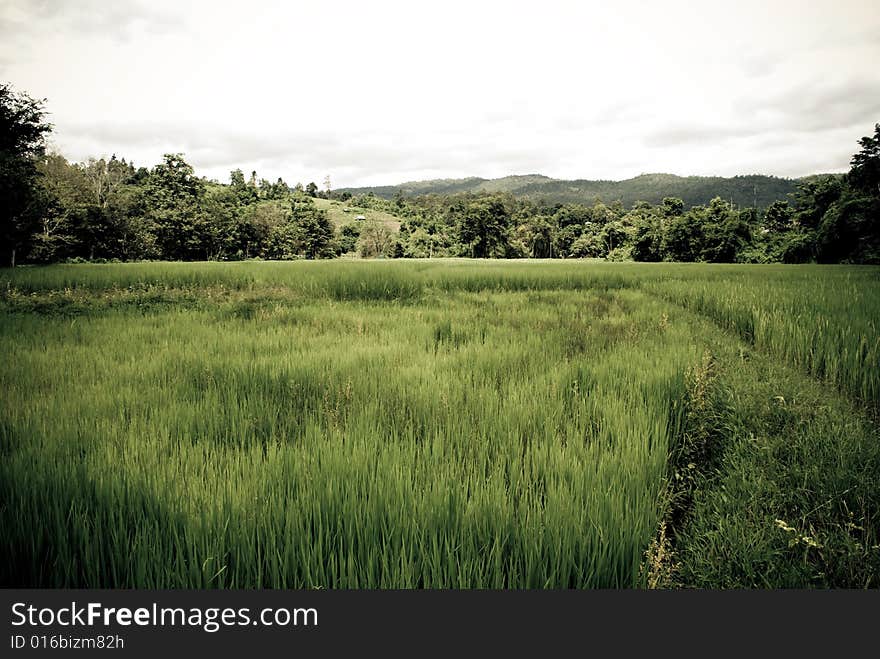 Country view of green farm in rural area. Country view of green farm in rural area