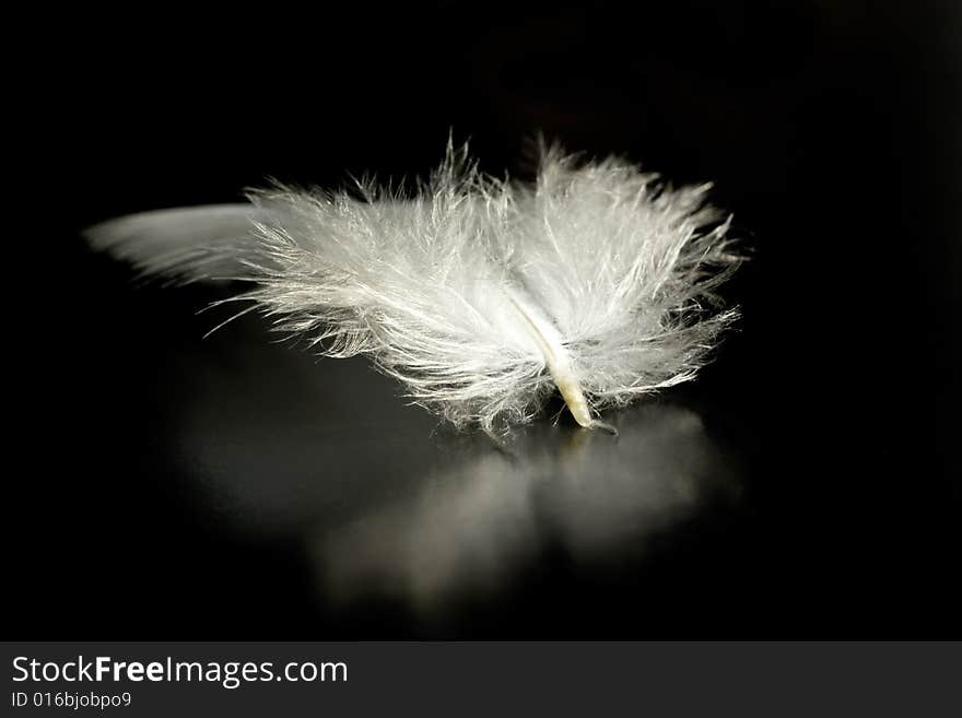 Close up on a feather with sof focus and black backgrpund