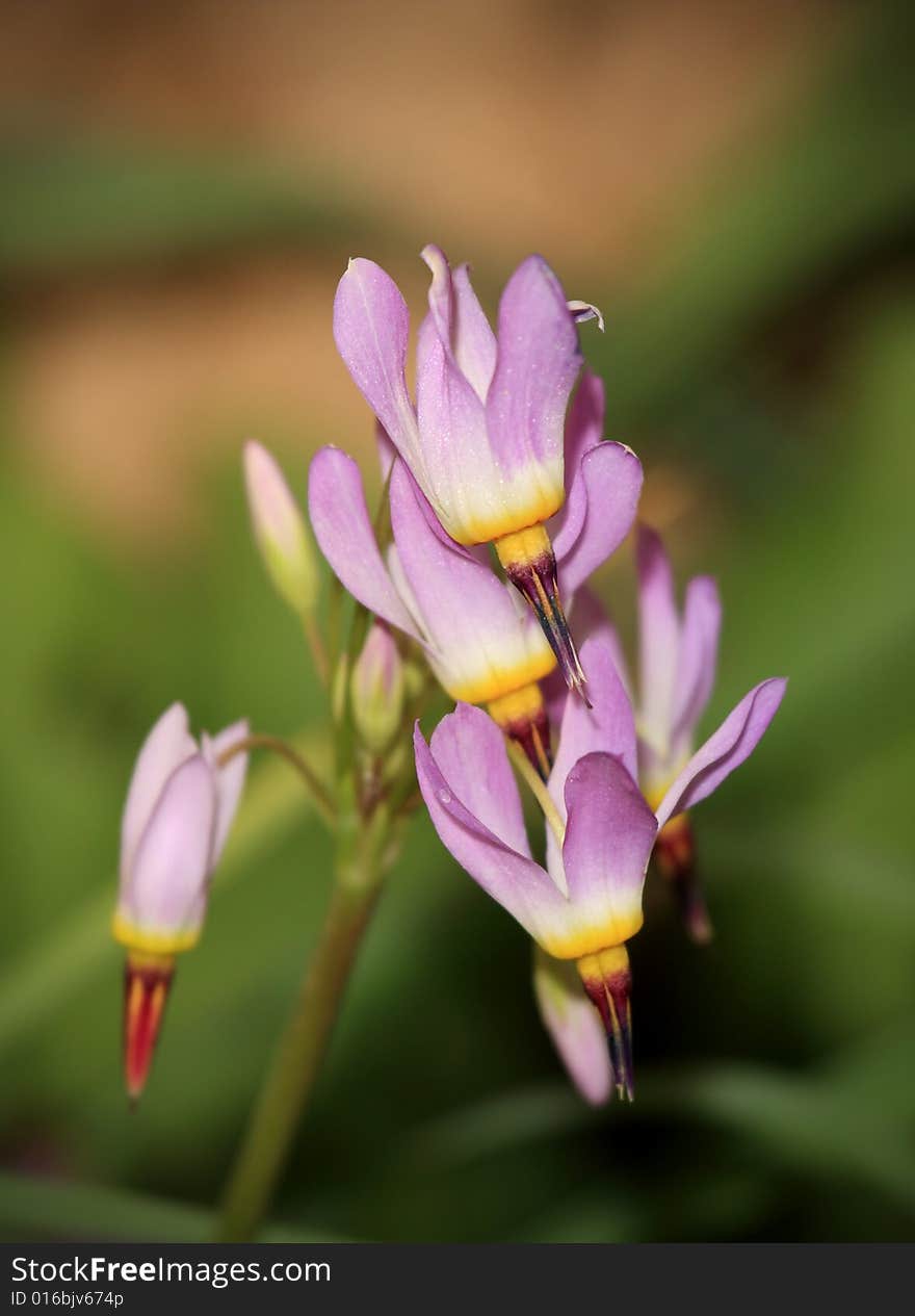 Closeup of flowers in Zion National Park