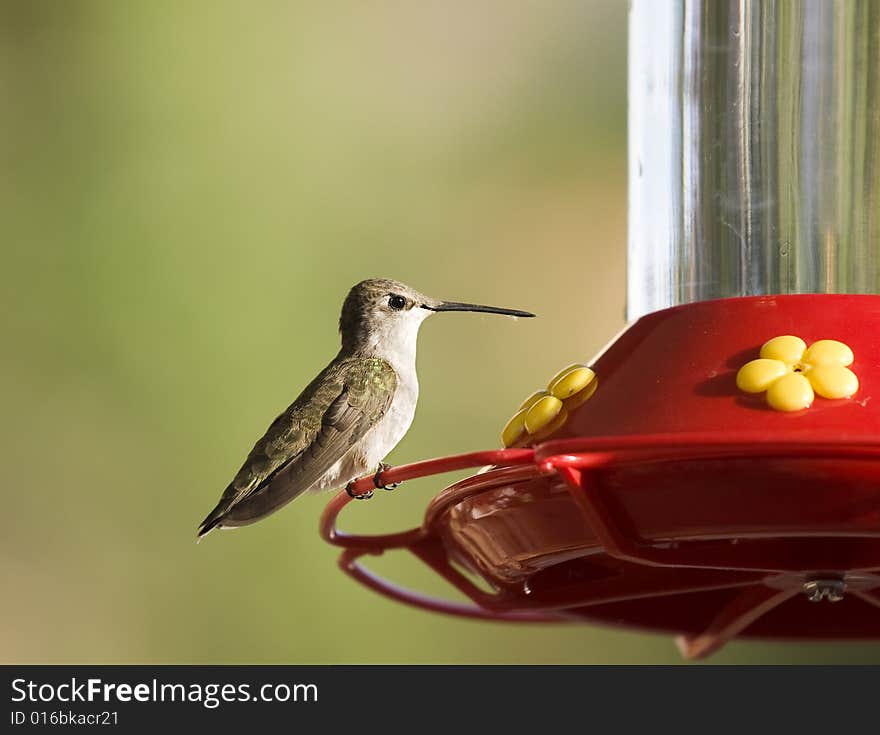 Closeup of hummingbird sitting on feeder. Closeup of hummingbird sitting on feeder